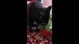 Kitty into the catnip
