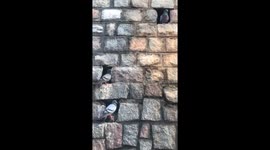 Pigeons in Pigeon hole