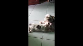 Dog was embarrassed to be found feeding big cats with milk