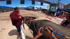 Jockey's nerve-wracking view at Thailand's annual buffalo racing festival