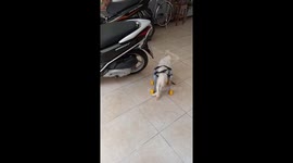 Dog with 2 legs paralyzed the first time in a wheelchair proved very uncomfortable