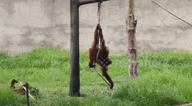 Smart orangutan set up gym band rope and spin with it to kill its boring time in safari