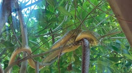 Grisly moment rat snake swallows another rat snake whole in India