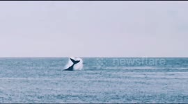 Whale Breach