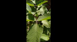 vichitra trees live patharchatta plant