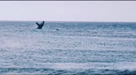 Breaching Whale