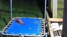 Stoat Goes Wild Bouncing On Children's Trampoline