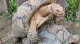 Hilarious African sulcata tortoise mating loudly in front of zoo visitors