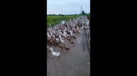Thousands of ducks ran chaos on the road when they saw the man