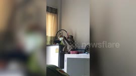 Monkey caught red-handed stealing food from Thai family's apartment