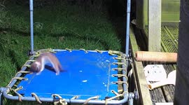 Pure joy for weasel bouncing on child's trampoline