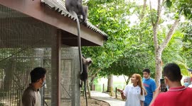 Cheeky dusky leaf monkey grabs food from woman's hands in Malaysia
