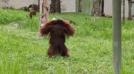Orangutan hilariously walks on two feet