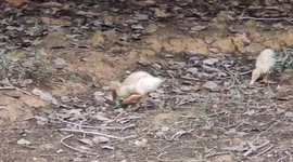 Hungry ducklings seen eating plastic trash after mistaking it for food