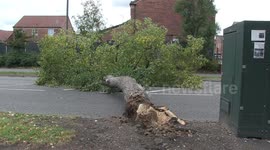 Storm Alex fells tree, blocking busy town road in Derbyshire