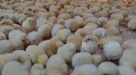 Watch these hundreds of cute newborn chicks might heal you