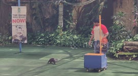 Incredible performance shows this otter knows maths very well