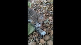 Cute Kitty