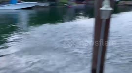 Watch incredible mullet feeding frenzy by great white egrets in Miami canal