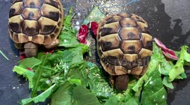 Oddly relaxing ASMR of tortoises eating their breakfast