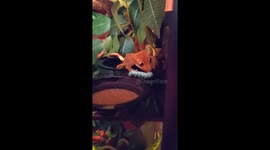 Crested Gecko Eats Hornworm