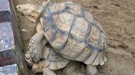 Bad tortoise treats his friend's back shell as his ladder to reach visitors food