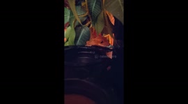 Crested Gecko Shakes Worm and Falls Off Ledge