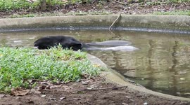 Malayan tapirs cool off in a pond at animal safari Malaysia