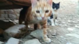 Malo Kitty Hang Out With His Sister On Roof