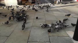 Hungry Pigeons Swarm In London