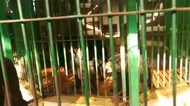 Triplets Black Bears Kept In Adjusted Cages To Keep Them Cold