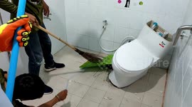 Cobra caught living inside family's toilet