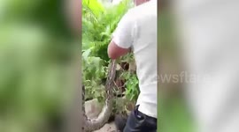 Python sparks panic after escaping from container in office in the Philippines