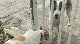 Chubby female dog stuck in metal gate rescued after trying to reach male outside