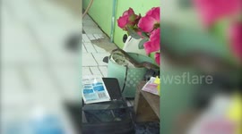 Woman finds cobra hiding among her garden plants