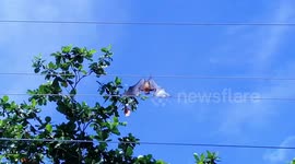 Bat sunbathes while hanging from an electricity line in the sun