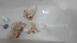 Pet ducks given fish to eat in bathtub