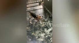 Beagle shows off balancing skills by walking with toy on head