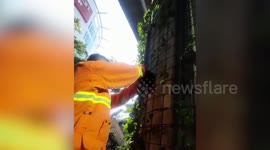 Cat stuck on plant trellis rescued in Indonesia