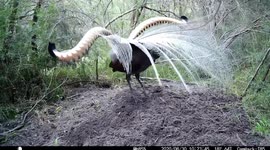 Superb lyrebird displays beautiful plumage in Victoria, Australia