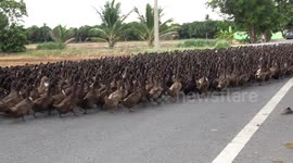 Hundreds of ducks hold up traffic while crossing the road in Thailand