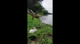 Adorable baby bunny from Malaysia explores the world