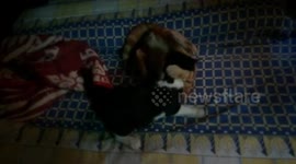 Malo Kitty Surprise Fight On Bed