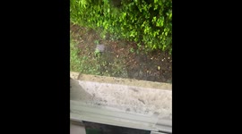 Rats invade student homes
