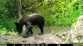 Soaking wet black bear looks skinny