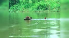 Indian farmers forced to swim across river with animals just to reach their fields