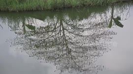 Mesmorising reflections of a tree in a tranquil pond.