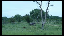 Mating African Wild dogs charged by two White Rhino in Kruger Park