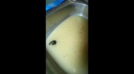 I rescued a drowning little rat