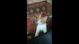 Malo Kitty Surprise Owner With Finger Attacks
